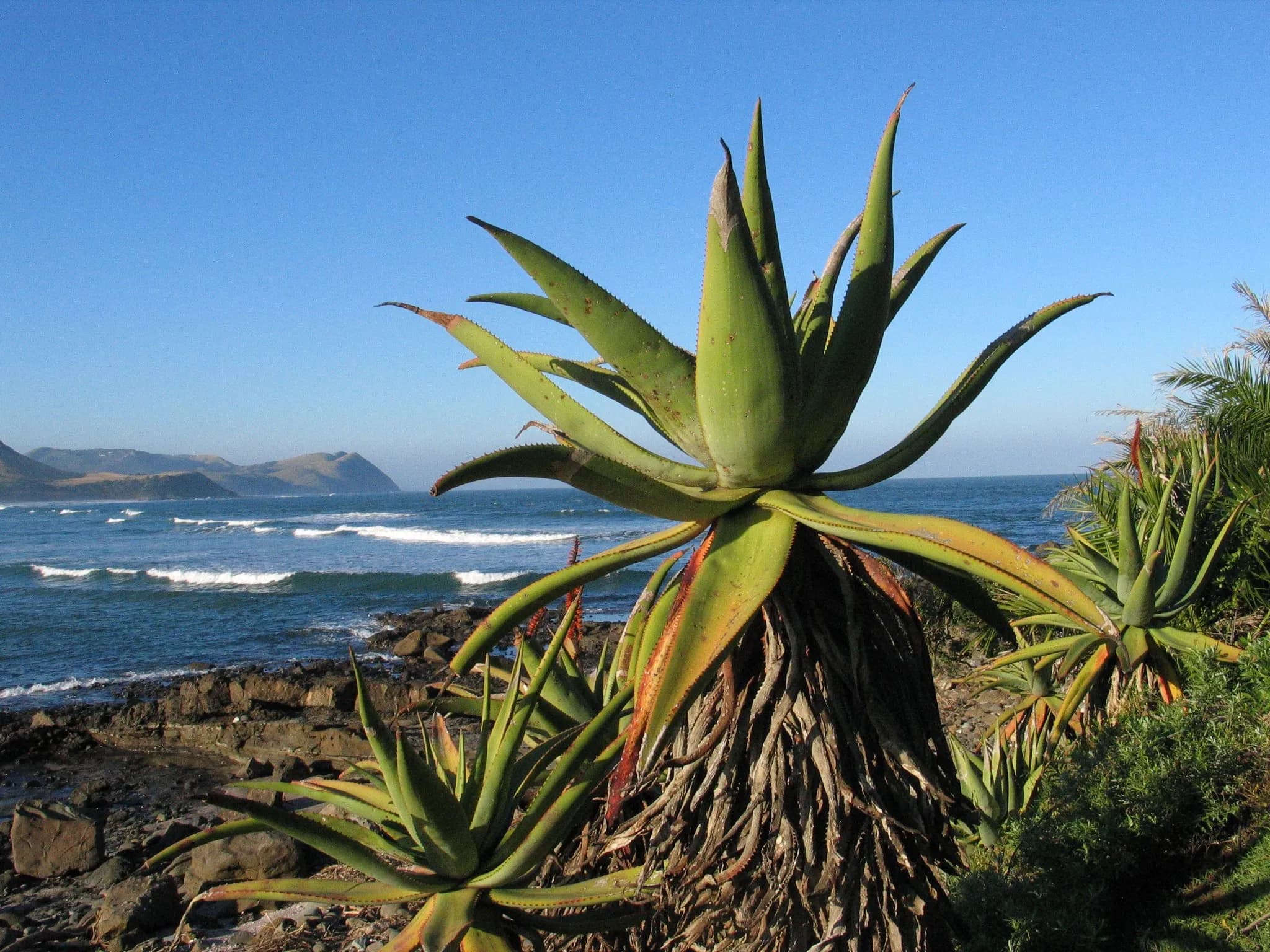Aloes in flower on the coastal slope above the bay