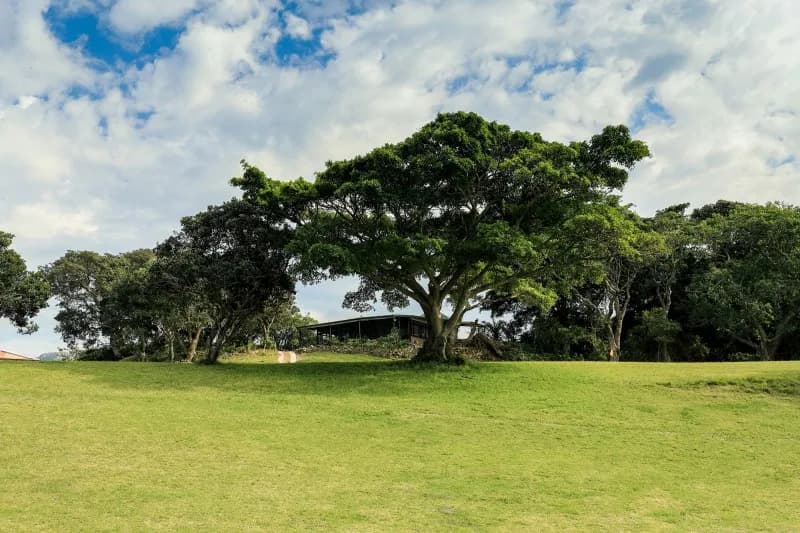 A fairway at Port St Johns, fringed by dense coastal bush
