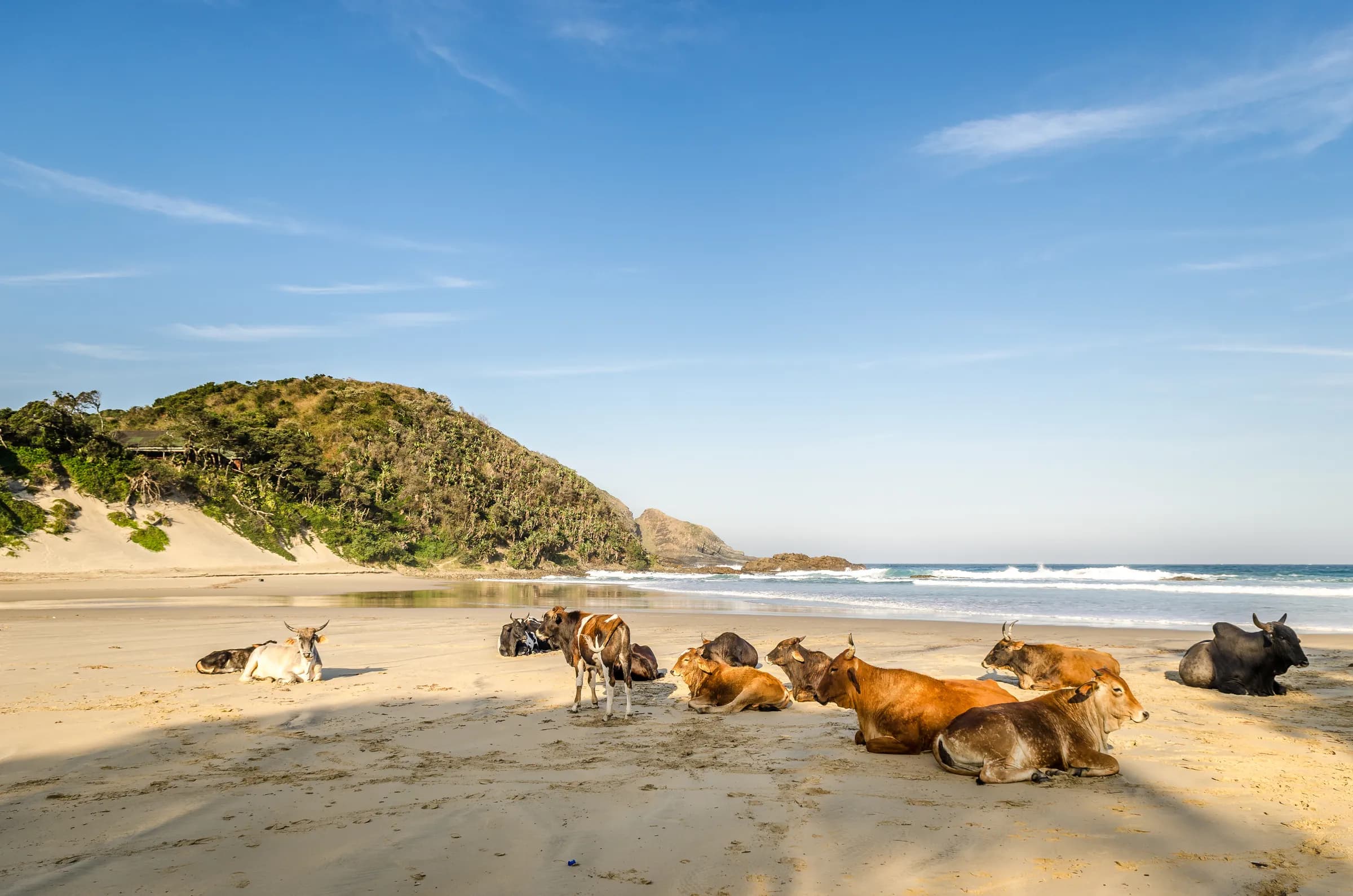 Cattle on the beach at Port St Johns, a familiar Wild Coast sight