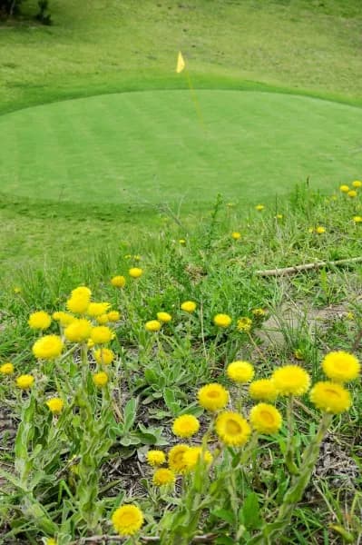 Yellow wildflowers in the rough beside a fairway